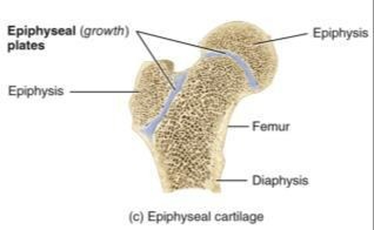 <p>between epiphysis and diaphysis in long bones</p>