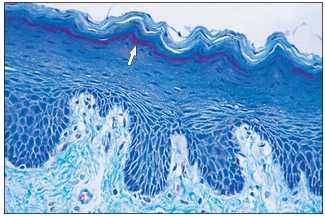 <p>name of histologic slide:</p><p>Specie:</p><p>Stain used:</p>