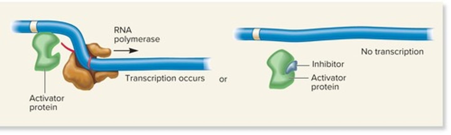 <p>Molecules that bind to repressors and cause them to bind to DNA.</p>