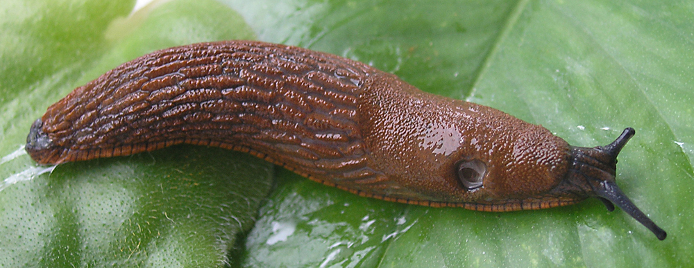 <p>Kmeň: Mollusca (mäkýše)<br>Trieda: Gastropoda (ulitníky)<br>Skupina: Pulmonata (pľúcnatce)</p>