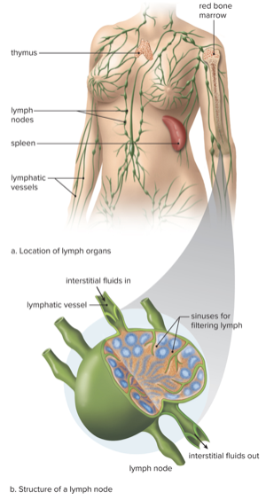 <ul><li><p>Lymph Nodes: Filter pathogens from lymph fluid</p></li><li><p>Red Bone Marrow: Site of lymphocyte white blood cell production and (B-Cell) maturation</p></li><li><p>Spleen: Filter blood</p></li><li><p>Thymus: Site of T-Cell maturation</p></li></ul>