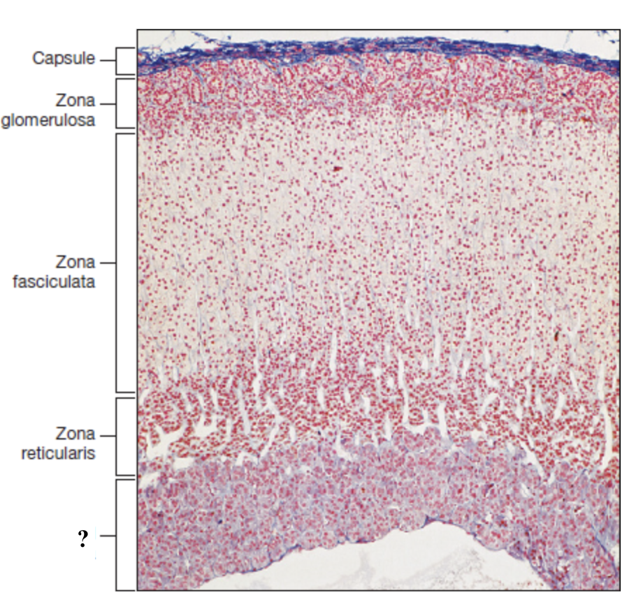 <p>innermost region with numerous, loosely arranged blood vessels and clusters of hormone secreting cells </p>