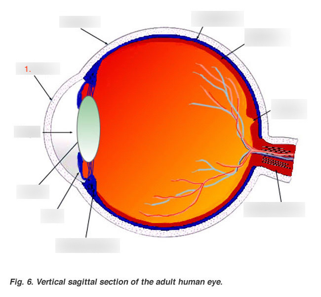where is the cornea located and what is its function? (1)
