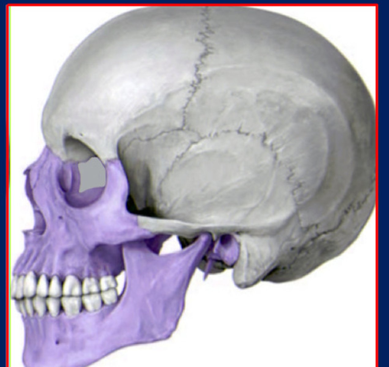 <p>facial skeleton or vsicerocranium (purple)</p>