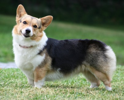 <p>Pembroke Welsh Corgi</p>