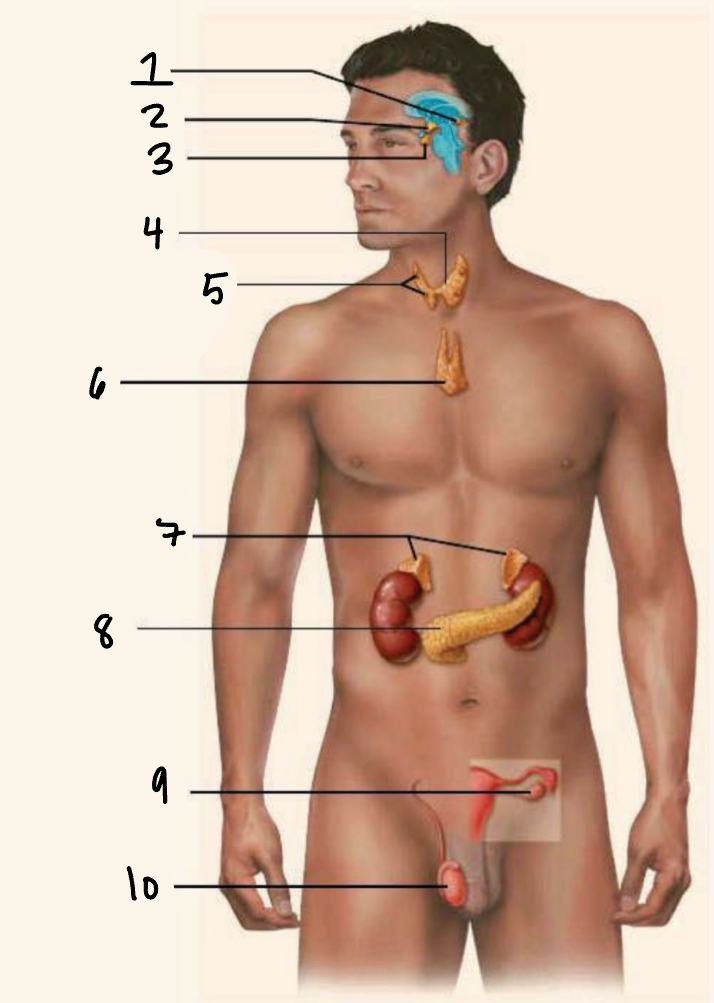 <p>Identify 3</p>