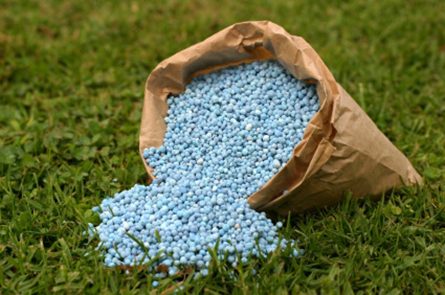 <p>Humans contribute to the excessive levels of phosphorous by their use of fertilizers and raising hogs. The waste of fertilizers and hogs in phosphorus are high. It can make excessive levels of phosphorus once the waste is in the soil and in the water by surface runoff.</p>
