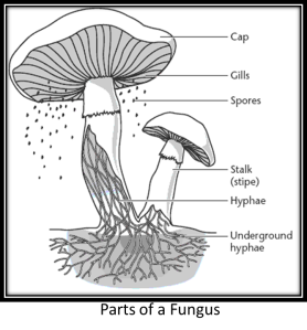 Club Fungi (Kingdom: Fungi/ Phylum: Basidiomycota)