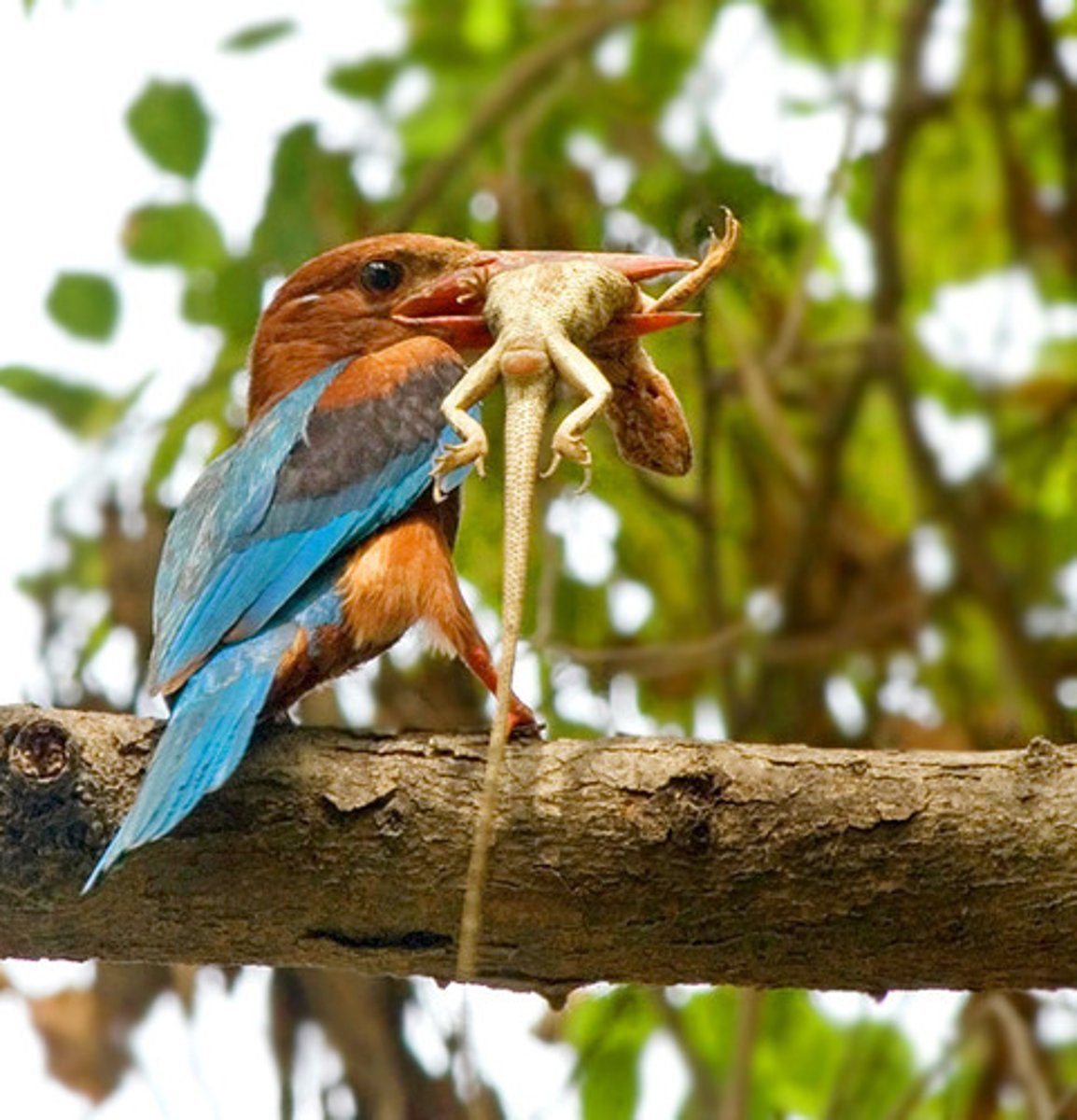 <p>an animal that is hunted and killed by another for food</p>