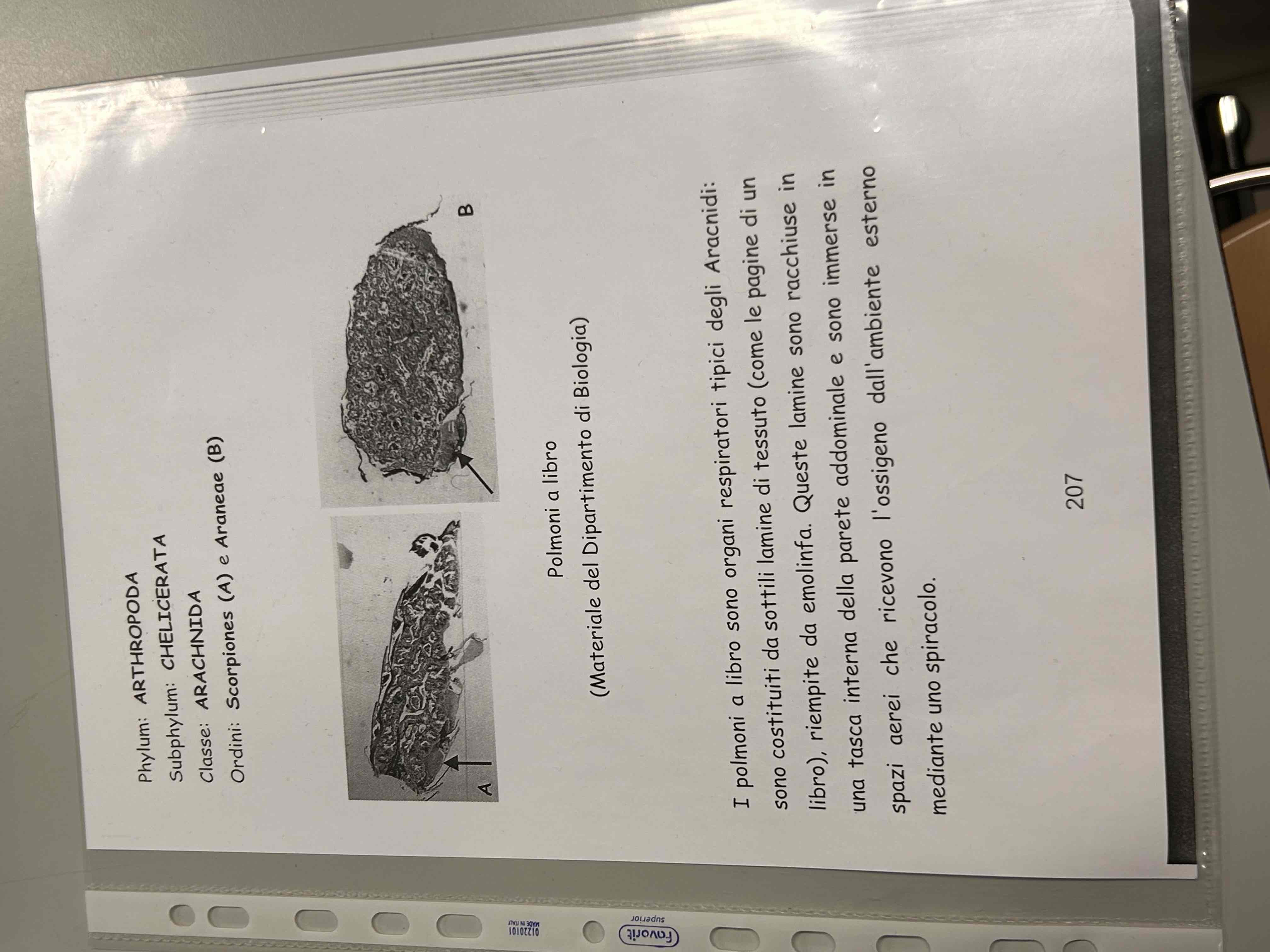 <p>Chelicerati</p><p>polmone a libro di ragno</p>