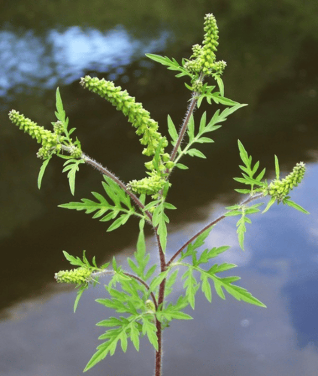 <p>Native<br>Forb<br>Seeds for morning dove/white-tailed deer forage<br>Good tolerance to disturbance</p>