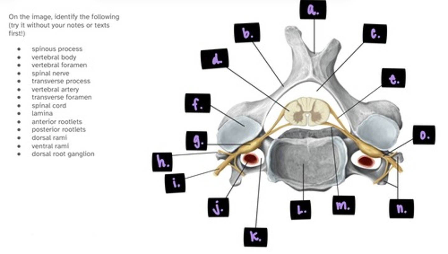 <p>label i. → o.</p>