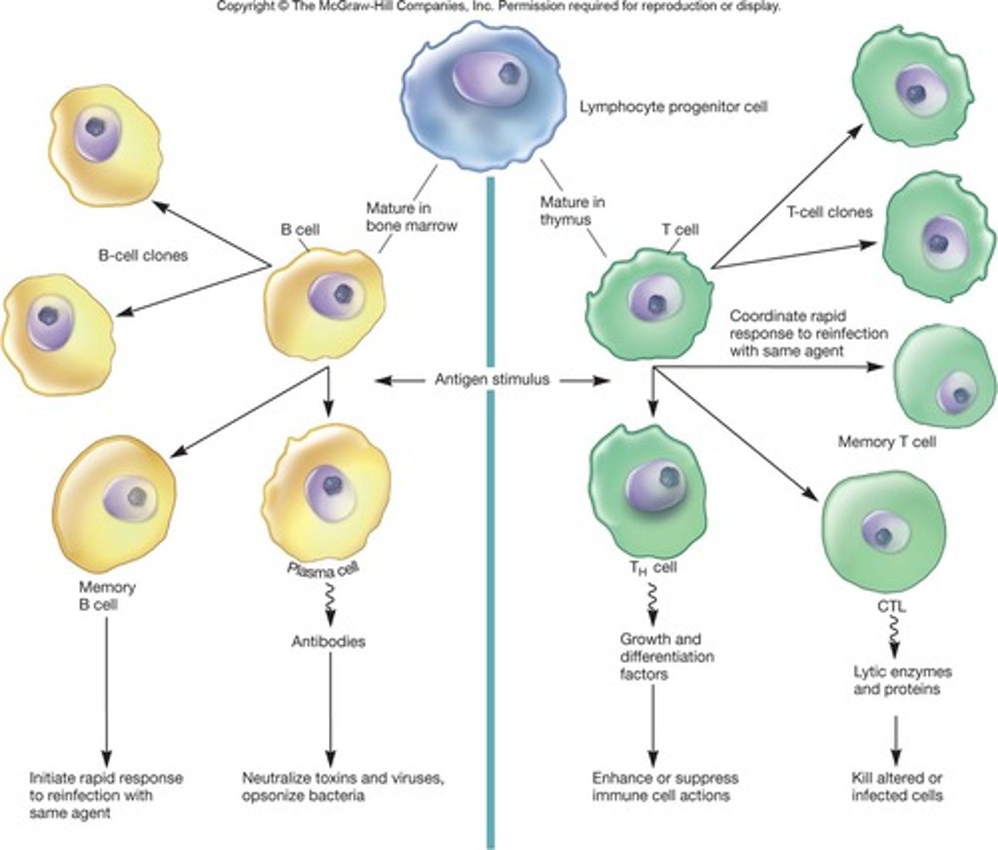 <p>Lymphocytes that are created and matured in red bone marrow; recognize antigens and upon activation, produce antibodies.</p>