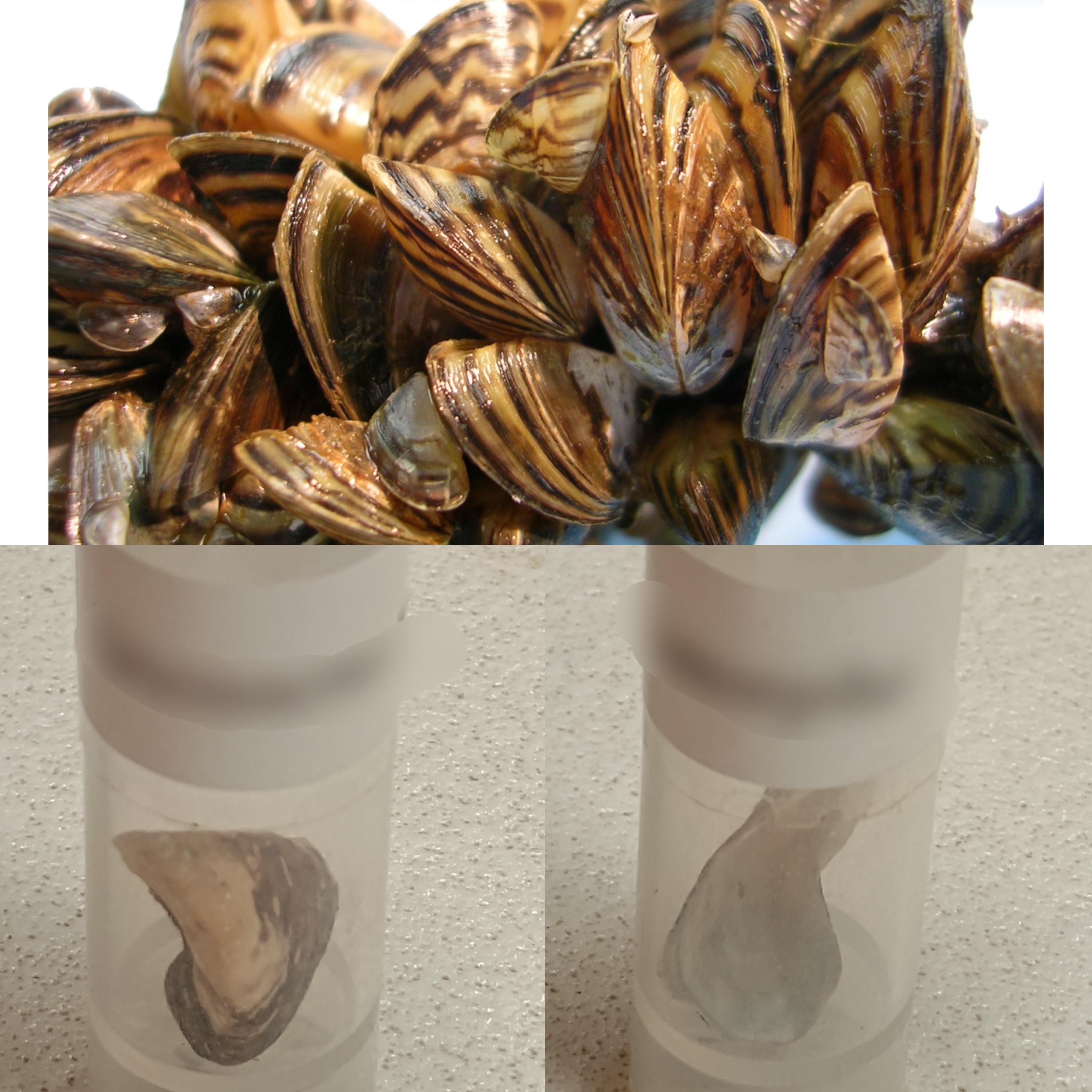 <p>Kmeň: Mollusca (mäkýše)<br>Trieda: Bivalvia (lastúrniky)</p>