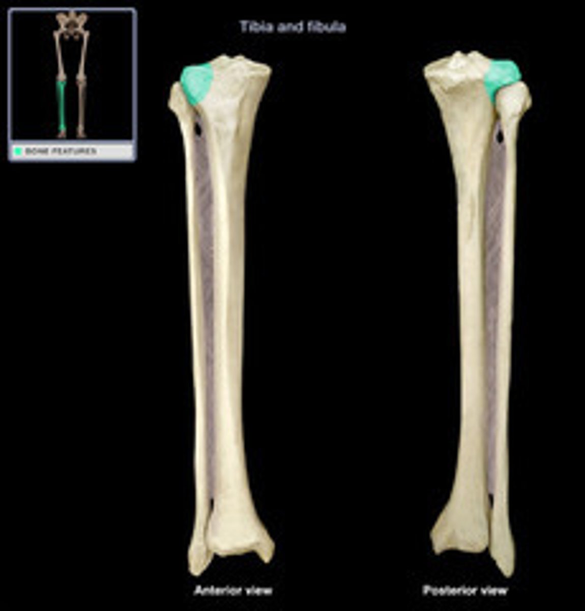 <p>The large lateral projection on the proximal tibia that articulates with the femur.</p>