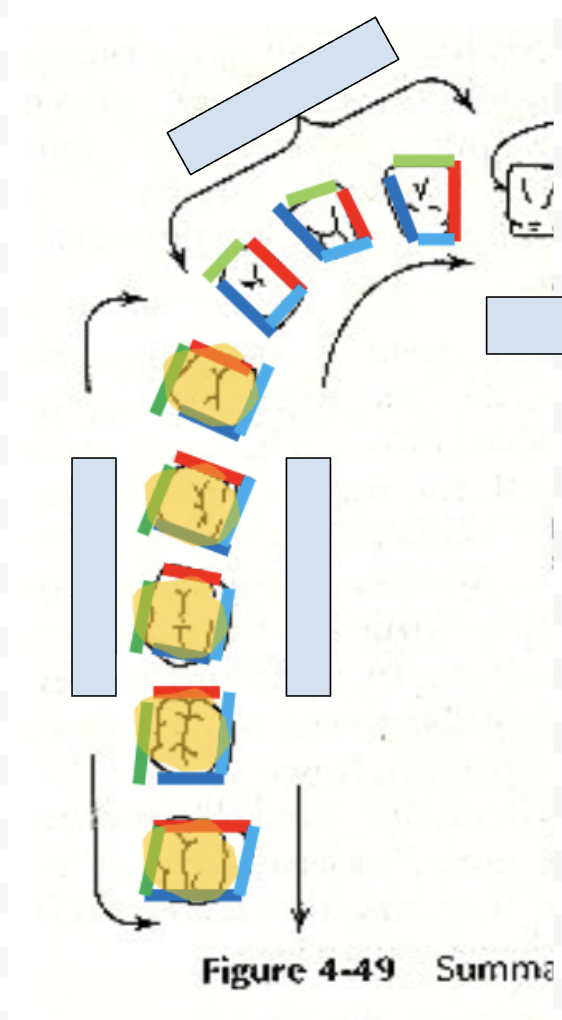 <p>side of tooth toward tongue (light blue)</p>