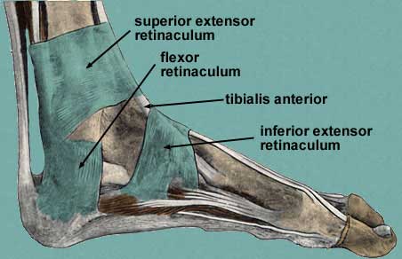 <p>Location:</p><ul><li><p><strong>distally in the leg just above the ankle joint</strong></p></li><li><p><strong>attaching to the anterior aspects of the fibula and tibia</strong></p></li><li><p>proximally on the dorsal aspect of the ankle joint</p></li></ul><p></p><p>Function:</p><ul><li><p>stabilize the extensor tendons of the foot and ankle</p></li></ul><p></p>