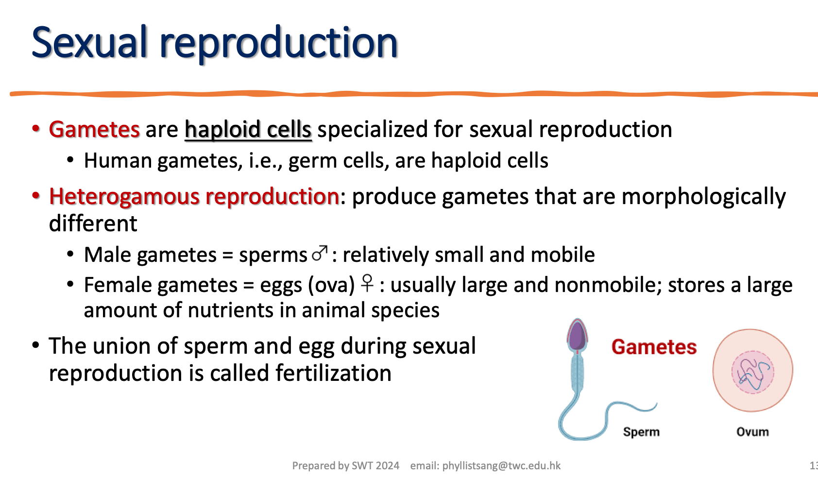<p>the terms to describe the sexual reproduction where two sex of gametes have different morphology.</p>