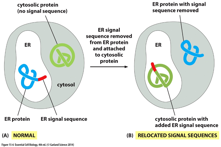 <p><span>•Proteins w/ N-terminal (NH3) signal will go to ER</span></p><p><span>      •Proteins lacking the signal remain in        cytosol</span></p><p><span>•Recombinant DNA technique used to remove signal from ER protein and attach it to cytosolic protein</span></p><p>      Result: blue protein trapped in cytosol bc N terminus removed . </p>