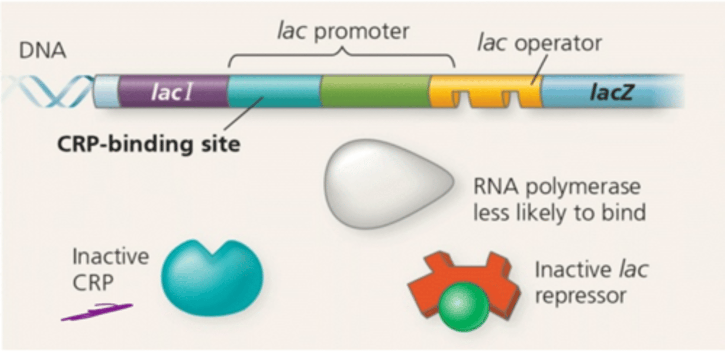 <p>Low cAMP levels and CRP is unable to stimulate transcription at a significant rate, even though no repressor is bound</p>