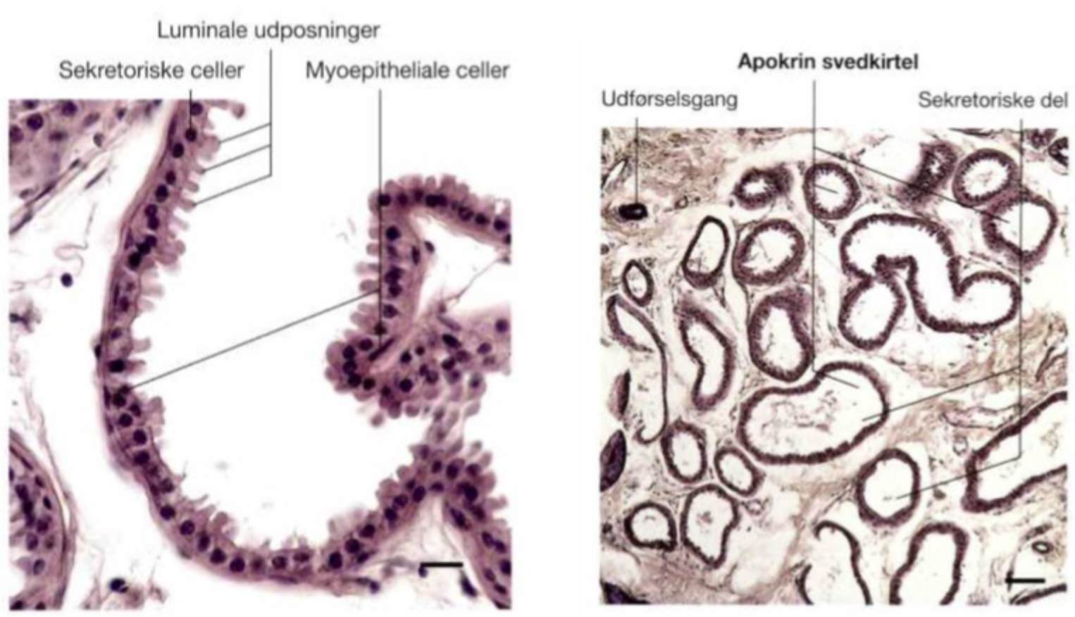 <ul><li><p>Flerlaget kubisk epithel (2–3 cellelag)</p></li><li><p>Uden myoepitheliale celler</p></li><li><p>Ingen modifikation af sveden</p></li><li><p>Har et lige forløb</p></li><li><p>Passivt system</p></li></ul><p></p>