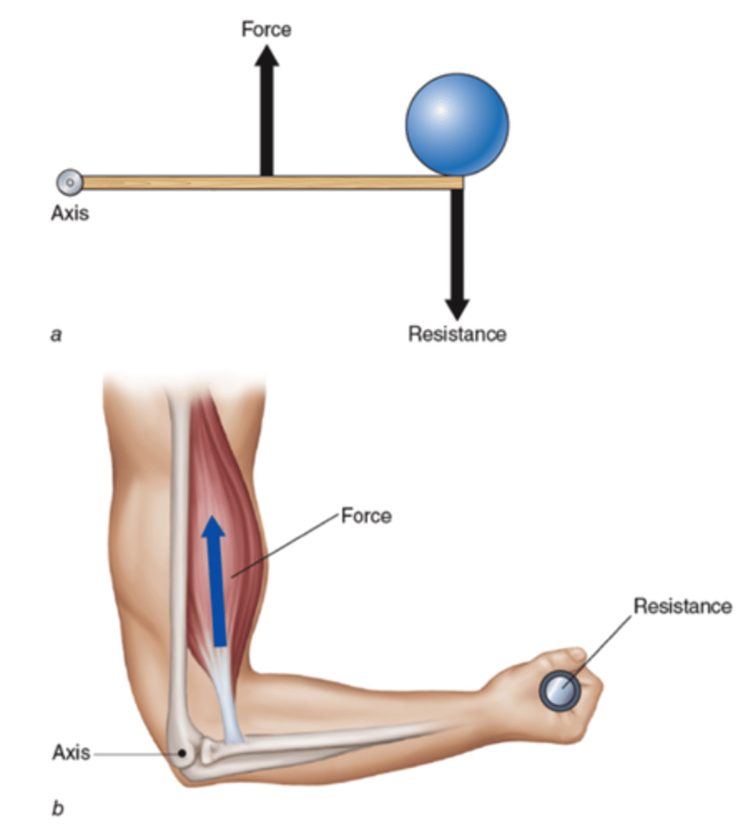 <p>- the perpendicular distance between forces that produce a torque</p><p>- the distance that is perpendicular from the joint axis to the force vector</p>