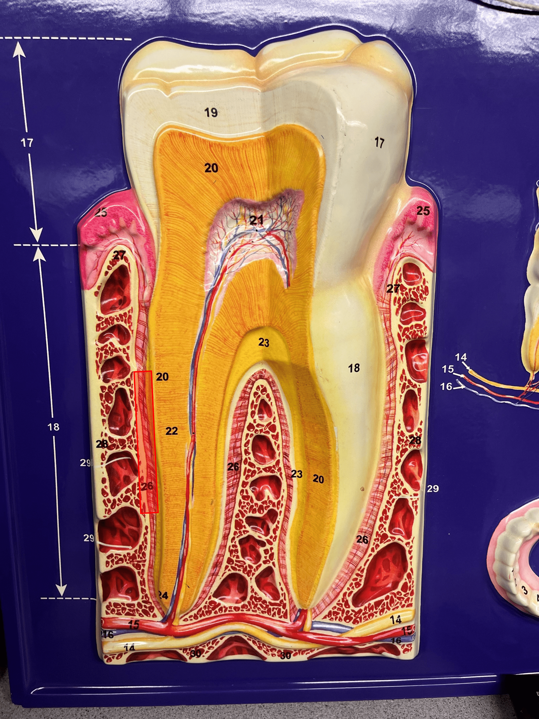 • Lines the alveolar socket of the tooth.

• Anchors the root of the tooth to the gingiva.