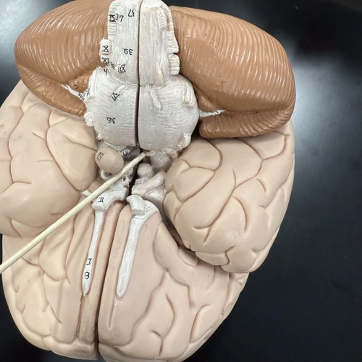 <p>What is this structure?</p>