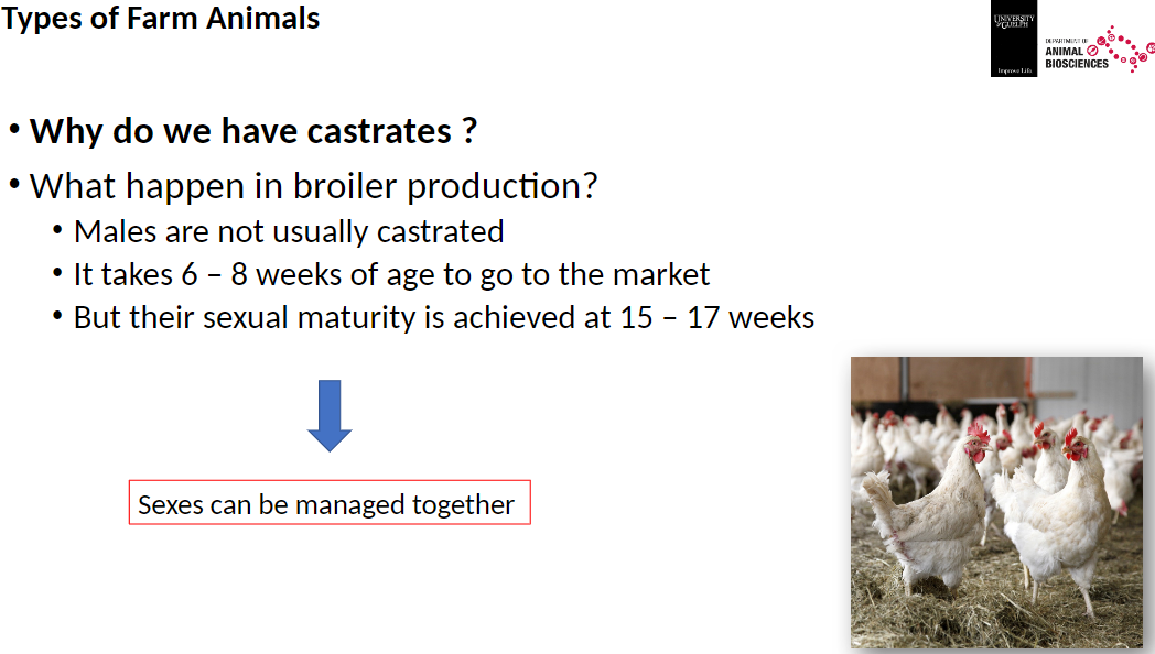 <p><strong>Broiler Production</strong><br>āMales are not usually castrated<br>āBroilers go to market at 6ā8 weeks of age<br>āSexual maturity is reached at 15ā17 weeks<br>āSexes can be managed together during production</p>