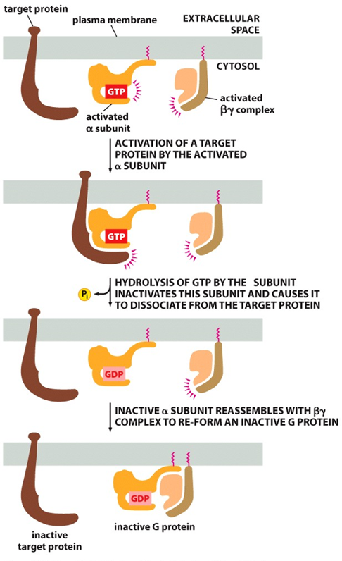 <p><span>•<strong>α subunit</strong>: GTPase</span></p><p><span>•inactivate α subunit by hydrolyzing its bound GTP to GDP</span></p><p><span>•dissociate from its target protein</span></p><p><span>•re-associate with a βɣ complex</span></p><p><span>•reform an inactive G protein</span></p><p></p>