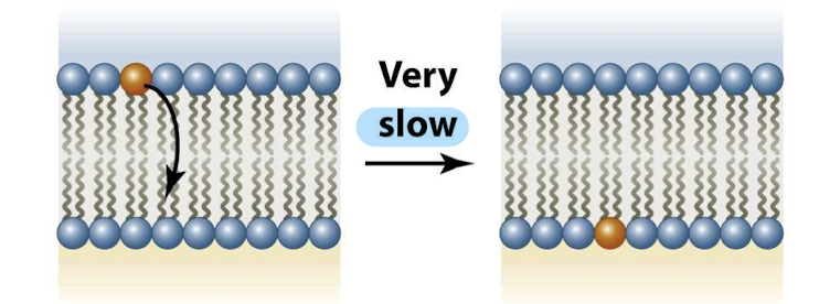 <ul><li><p>Transfer of lipid molecules <strong><mark data-color="yellow" style="background-color: yellow; color: inherit">across</mark></strong> bilayer </p></li><li><p>very slow process </p></li><li><p>rare </p></li><li><p>hydrated, polar head groups of the lipid have to pass through the anhydrous hydrocarbon core of the bilayer </p></li><li><p>only half of the membrane does this during several days </p></li></ul><p></p>
