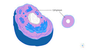 <p><strong>provides shape to the cell</strong><span>. It fills up the cells thus enabling the organelles to remain in their position.</span></p>