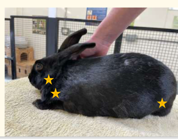 <p>Submandibular (lentil sized, next to large salivary glands)</p><ul><li><p>Usually good if not felt</p></li></ul><p>• Prescapular (usually palpable)</p><p>• Popliteal (usually palpable)</p>