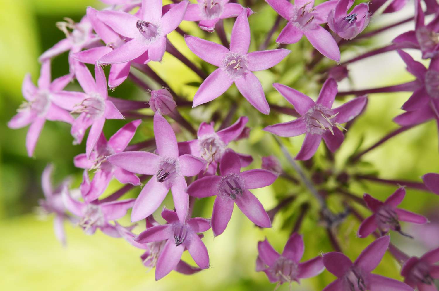 <p>What plant is this?</p>