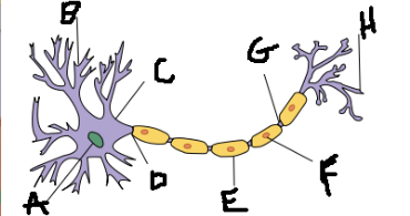 **In the following neuron picture what is letter E/F pointing to?**