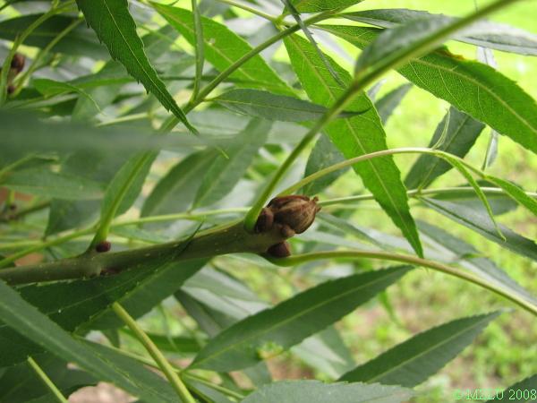 <p></p><p><strong><em>Fraxinus angustifolia</em></strong></p><p><strong>Pupeny&nbsp;hnědé</strong> <strong>až</strong> <strong>tmavohnědé</strong>, typický tvar koncového pupenu, pupeny <strong>šikmo vstřícné</strong>, často v&nbsp;trojčetných přeslenech.</p><p class="Norml-Skripta" style="text-align: justify">Letorosty matně šedé, v&nbsp;nodech zploštělé a&nbsp;rozšířené.</p>