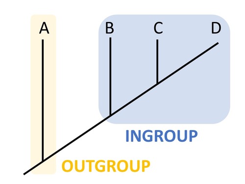 species/ group known to be closely related to, but phylogenetically outside of, the group of interest ( 1 individual who is phylogenetically separate from the ingroup)