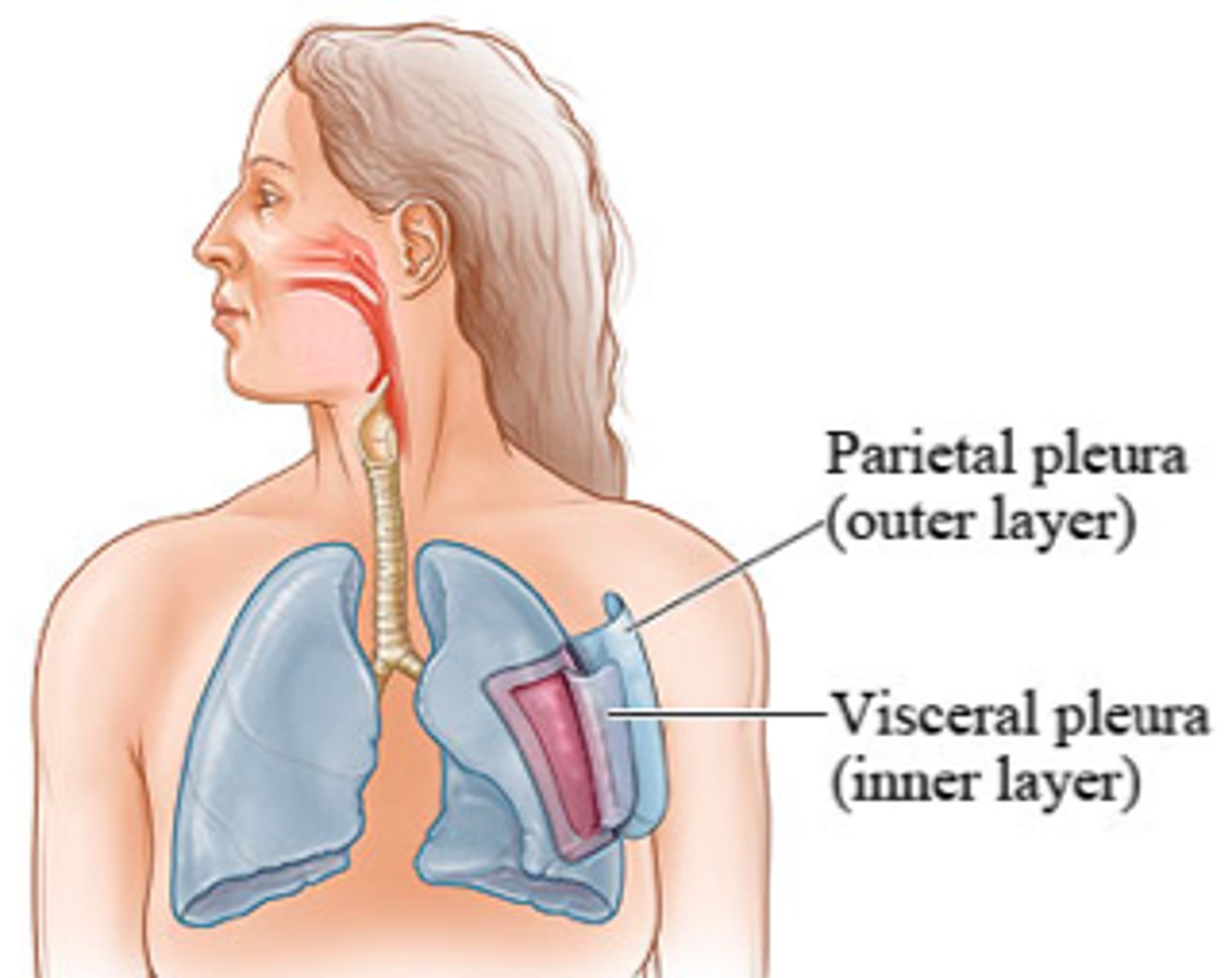 <p>outer - parietal layer</p><p>inner - visceral layer</p>