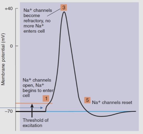 <ul><li><p>It is a brief electrical impulses that propagates down the length of the axon due to the opening of voltage- gated sodium channels</p></li><li><p>It is triggered when the membrane potential reaches the treshold of excitation </p></li><li><p>The initial depolarization of an action potential usually comes from a small influx of Na+ ions through an activated receptor on a dendrite </p></li></ul><p></p>