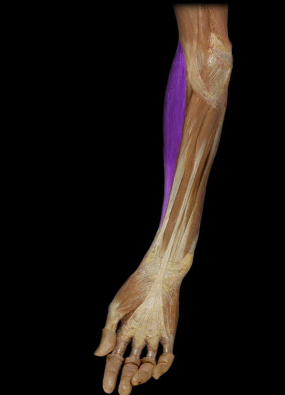<p>Brachioradialis</p>