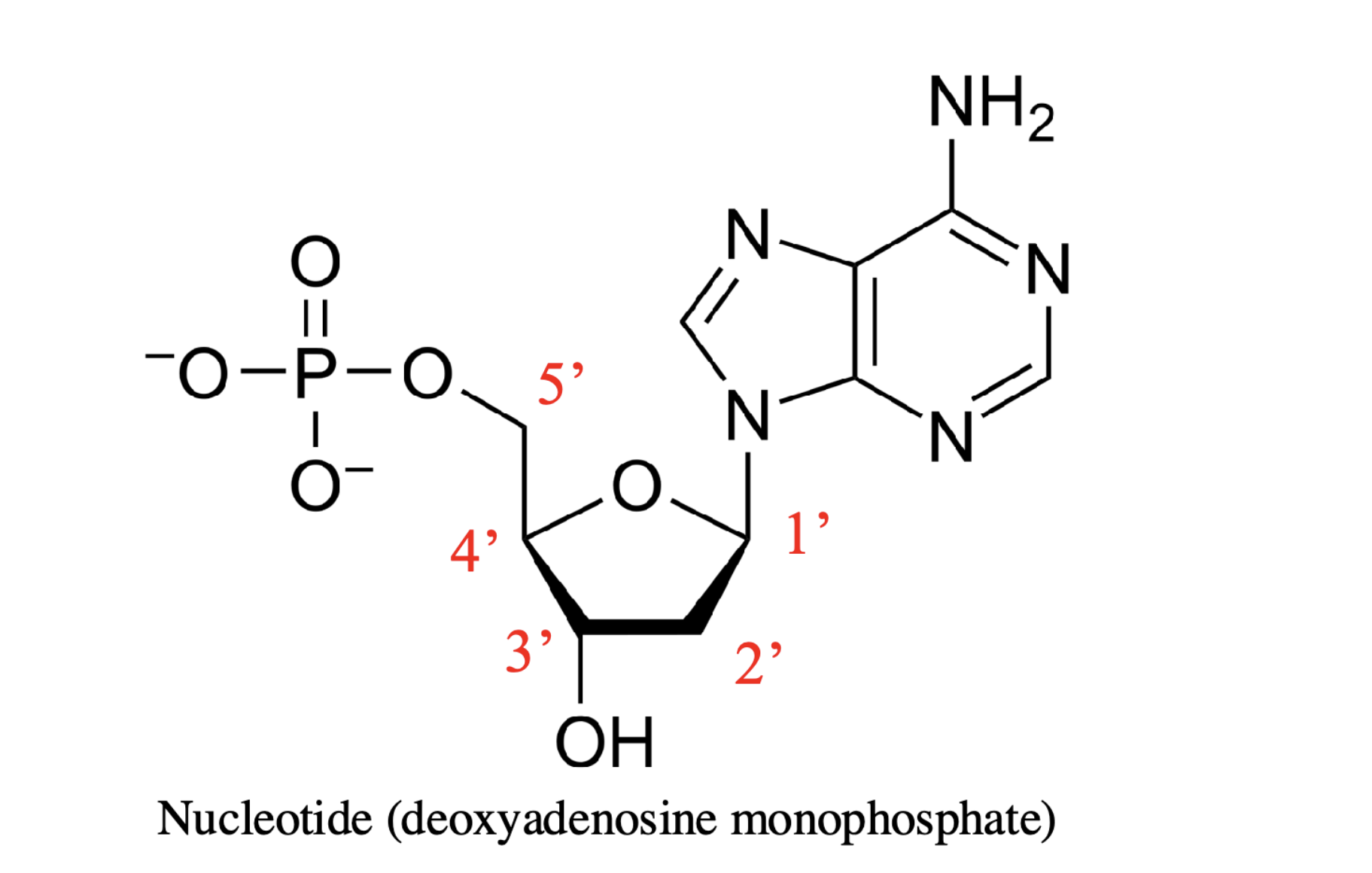 <p>1’ - nitrogenous base</p><p>2’ - hydroxyl or hydrogen (determines ribose vs deoxyribose)</p><p>3’ - hydroxyl </p><p>5’ - phosphate groups</p>