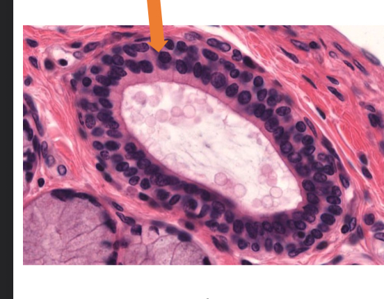 <p>what tissue  is this</p>