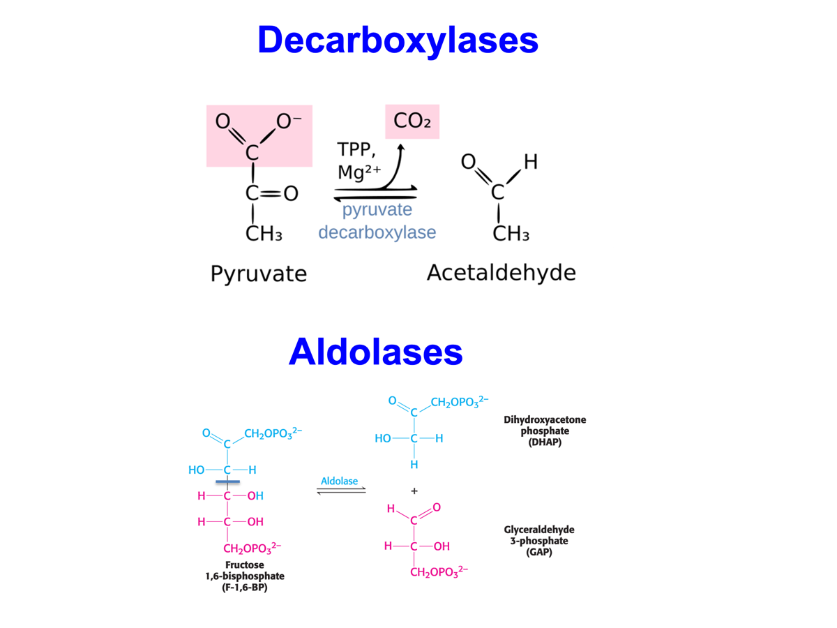 <p><span>This enzyme catalyze the cleavage of various chemical bonds using a different method not like hydrolysis, oxidation and reduction.</span></p><ul><li><p><span>Lyases cleave bonds by doing addition and removing groups directly to the substrate</span></p></li><li><p><span>Lyases catalyze reactions by removing atoms to form double bonds or adding atoms to double bonds or a new ring structure</span></p></li><li><p><span>Various types of Lyase: Decarboxylases and Aldolases,</span></p></li></ul><p></p>