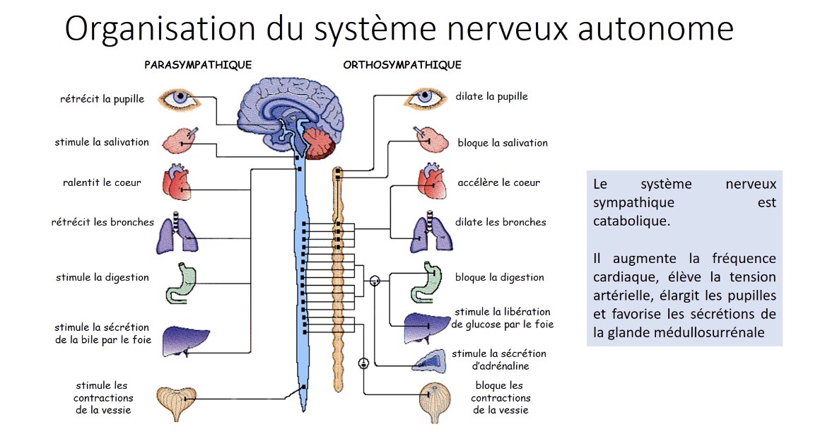 <p>Ils innervent les mêmes organes mais l’un ou l’autre prédomine selon la réponse souhaitée</p>