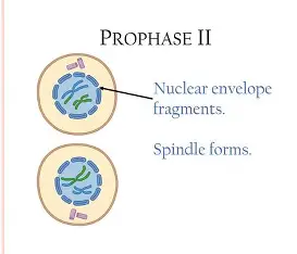 <p>chromosomes attach to a spindle </p>