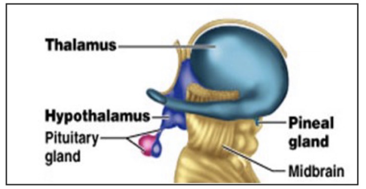 <p><u>Diencephalon</u></p><p><strong>Hypothalamus</strong></p>