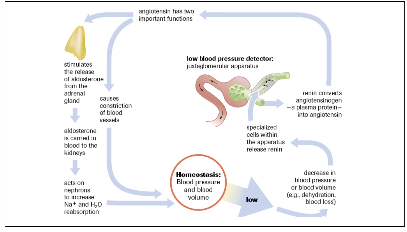 <ul><li><p>RAAS system</p></li><li><p>dehydrated </p></li><li><p>JGA detects low bp and releases renin </p></li><li><p>Renin converts a protein in blood to angiotensin </p></li><li><p>Angiotensin increases bp signals adrenal gland to secrete aldosterone </p></li><li><p>Aldosterone carried in blood to kidneys</p></li><li><p>Aldosterone increases sodium and water absorption </p></li></ul><p></p>