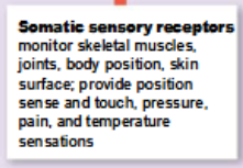 <p>monitor skeletal muscles, joints, skin, and from the visceral sensory receptors</p>