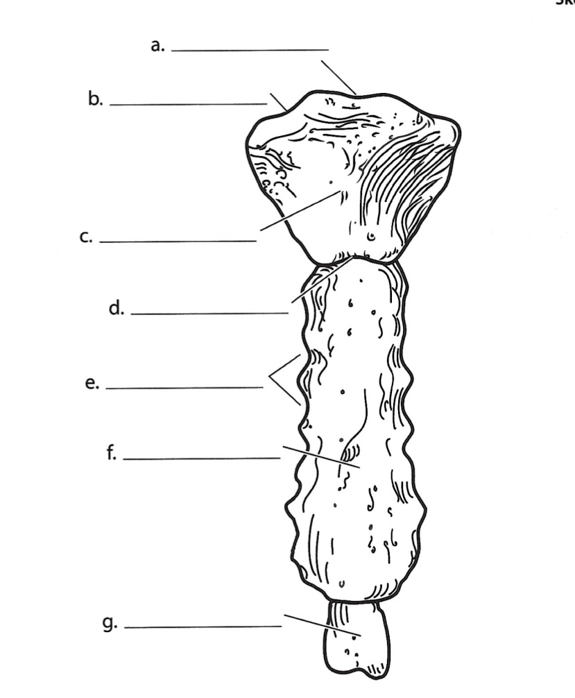 <p>G</p>