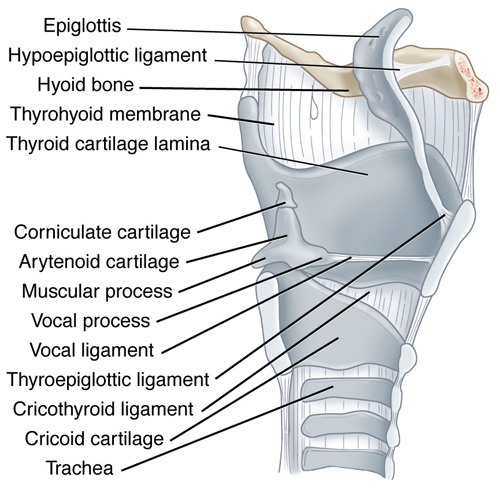 <p>epiglottis cartilage</p>